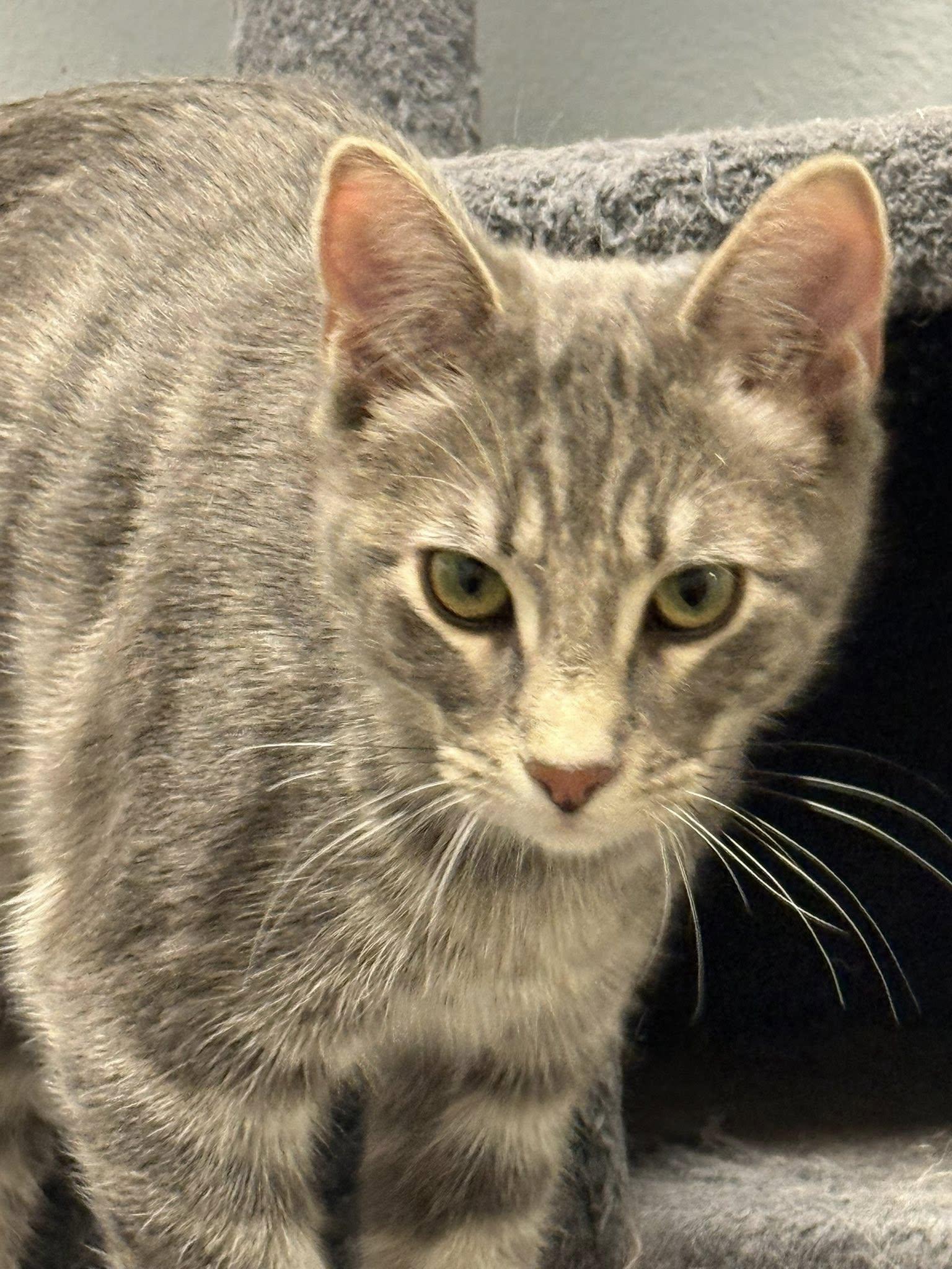 Enlarge Chisolm, an adopted Domestic Short Hair in Rawlins, WY image 3/3
