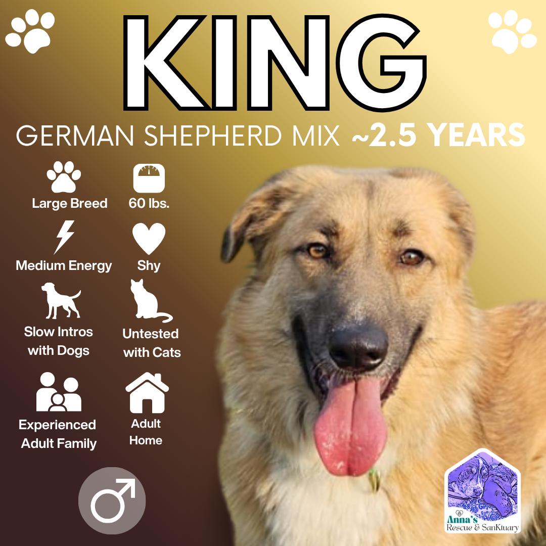 King, Adoptable, Adult Male German Shepherd Dog & Labrador Retriever.