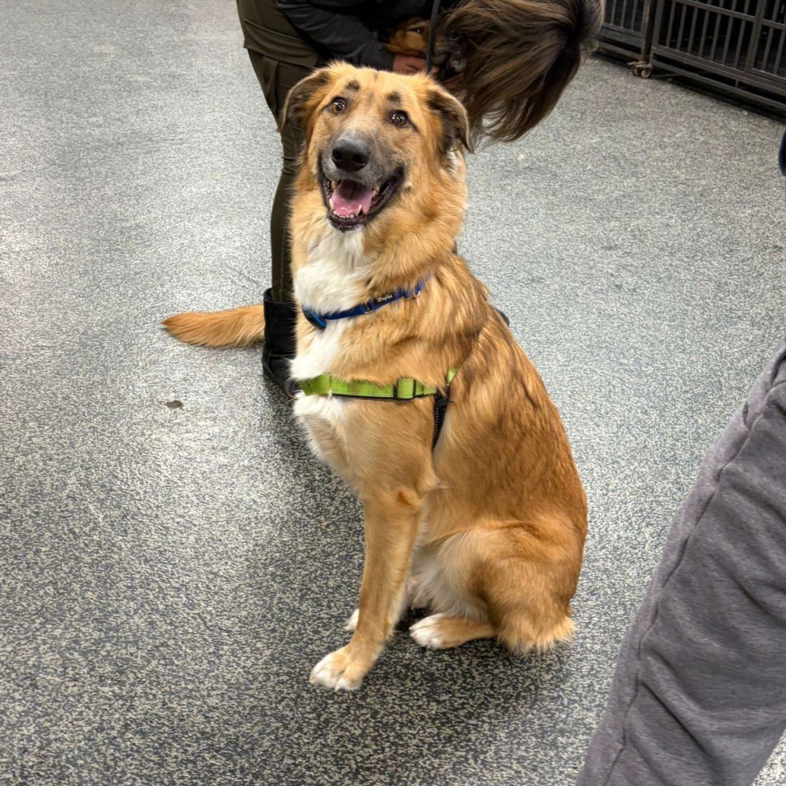 King, a Adoptable mixed breed in Aurora, ON image 4/6