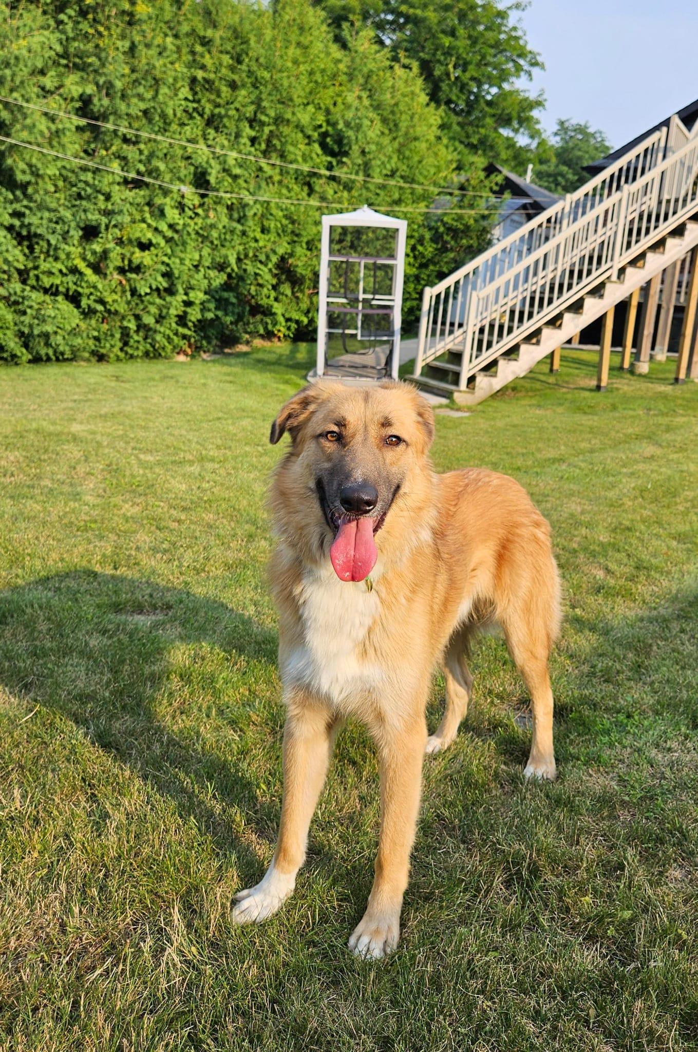 King, a Adoptable mixed breed in Aurora, ON image 2/6