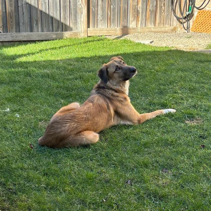 King, a Adoptable mixed breed in Aurora, ON image 6/6