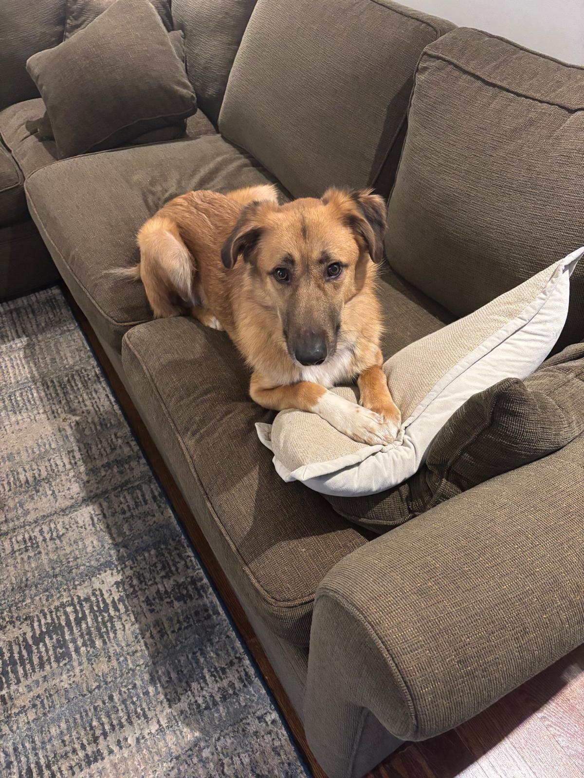 King, a Adoptable mixed breed in Aurora, ON image 3/6