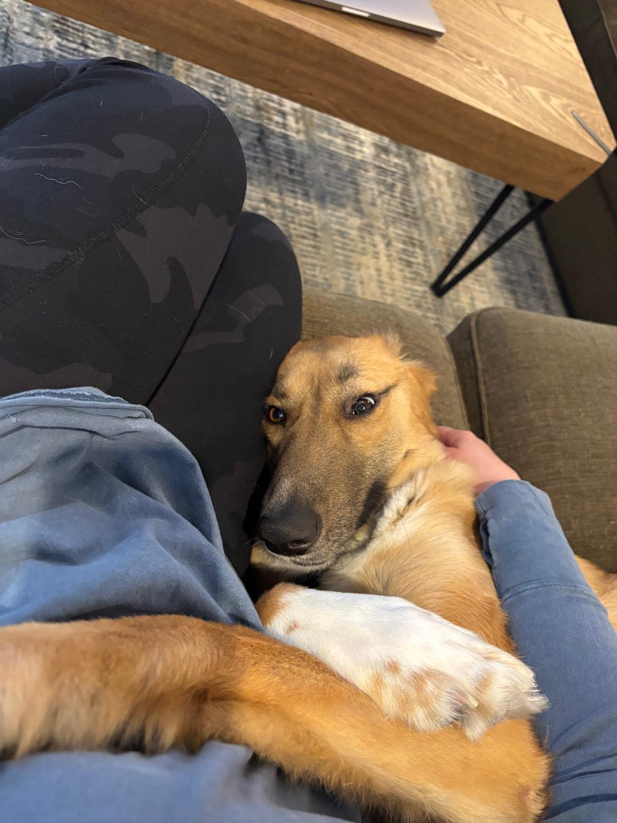 King, a Adoptable mixed breed in Aurora, ON image 5/6