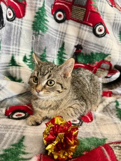 Gain, an adopted Domestic Short Hair in St. Clair, MI image 1/2