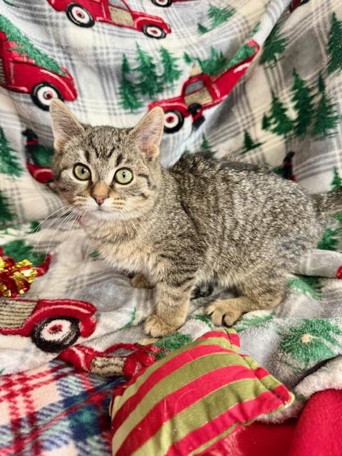 Gain, an adopted Domestic Short Hair in St. Clair, MI image 2/2