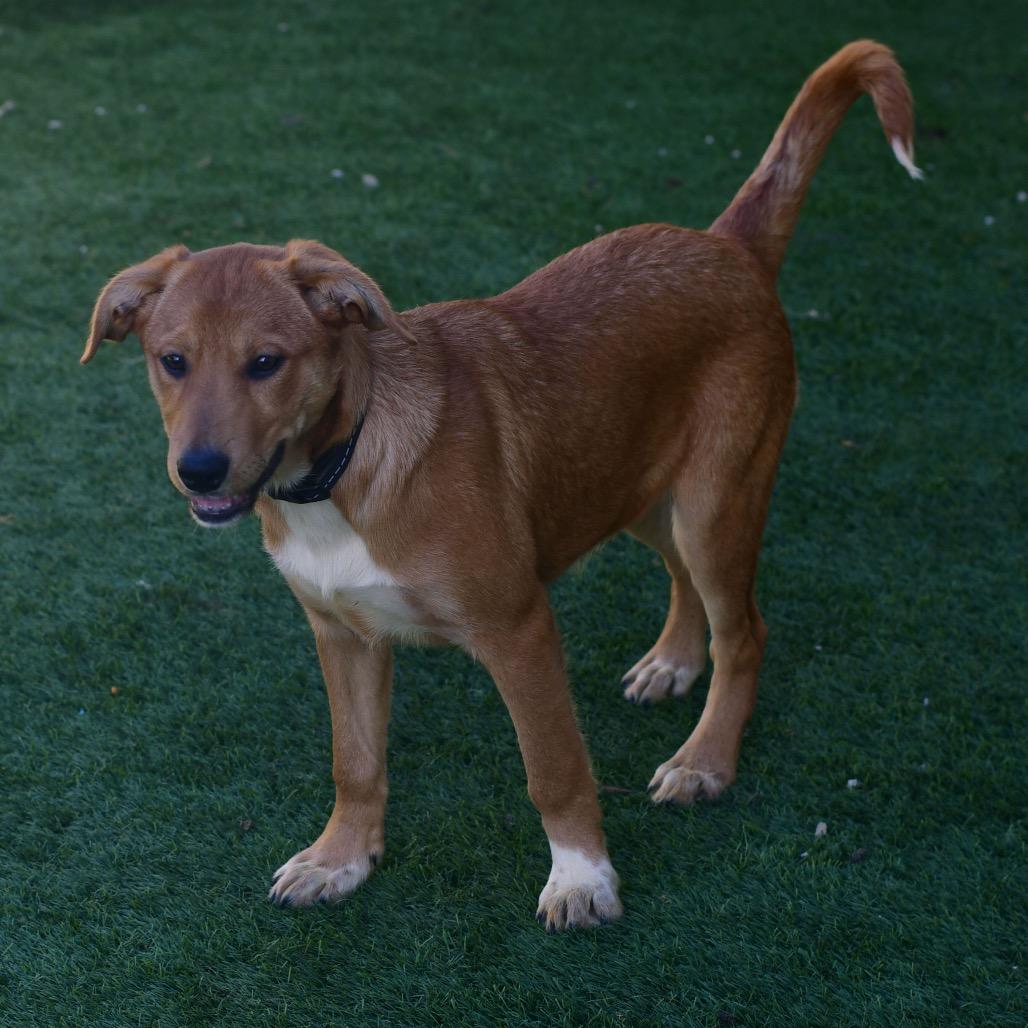 Melody, Adoptable, Puppy Female Australian Cattle Dog / Blue Heeler & Great Pyrenees.