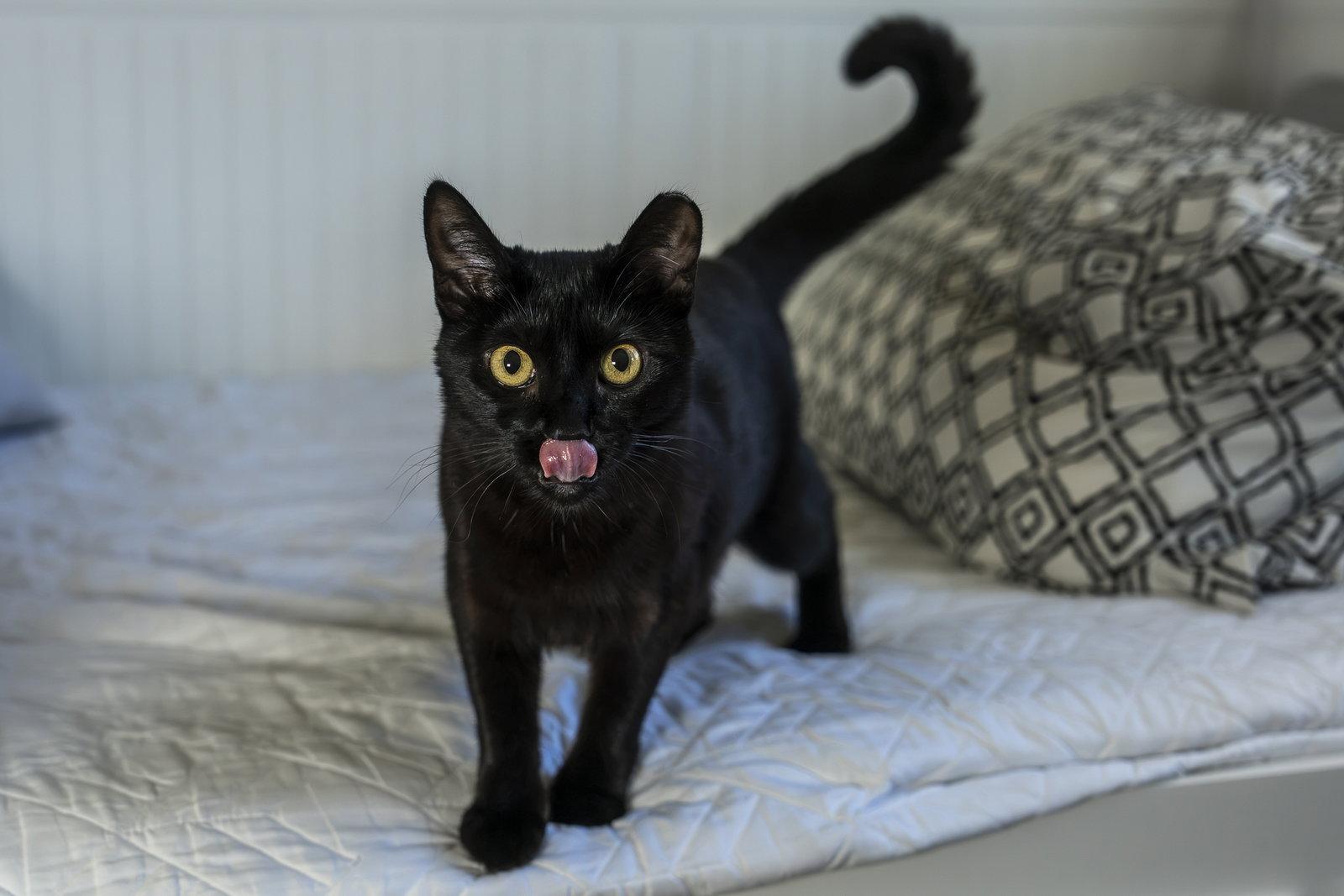 Kitri, Adoptable, Adult Female Domestic Short Hair.