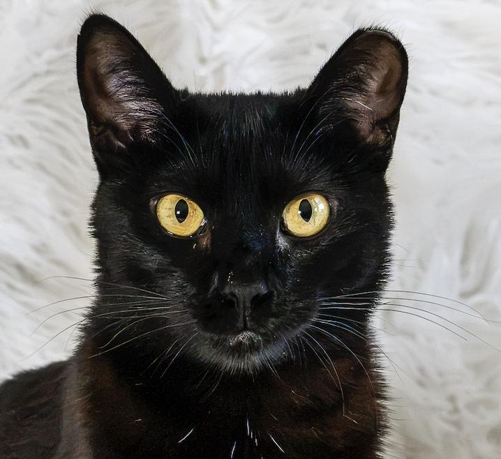 Enlarge Kitri, a Adoptable Domestic Short Hair in San Jose, CA image 2/3