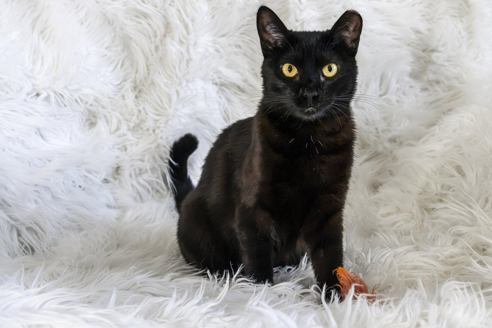 Enlarge Kitri, a Adoptable Domestic Short Hair in San Jose, CA image 3/3