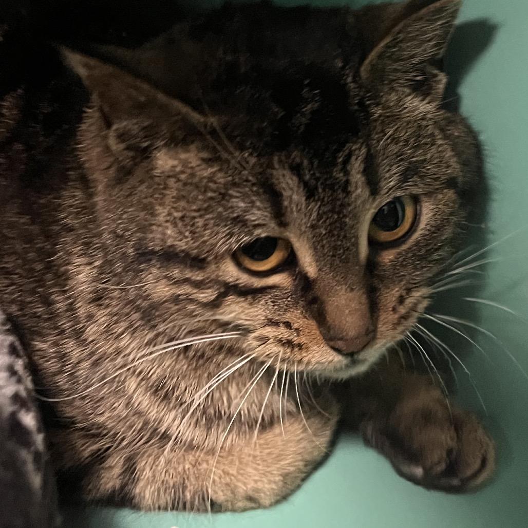 Sparrow, Adoptable, Adult Female Domestic Short Hair.