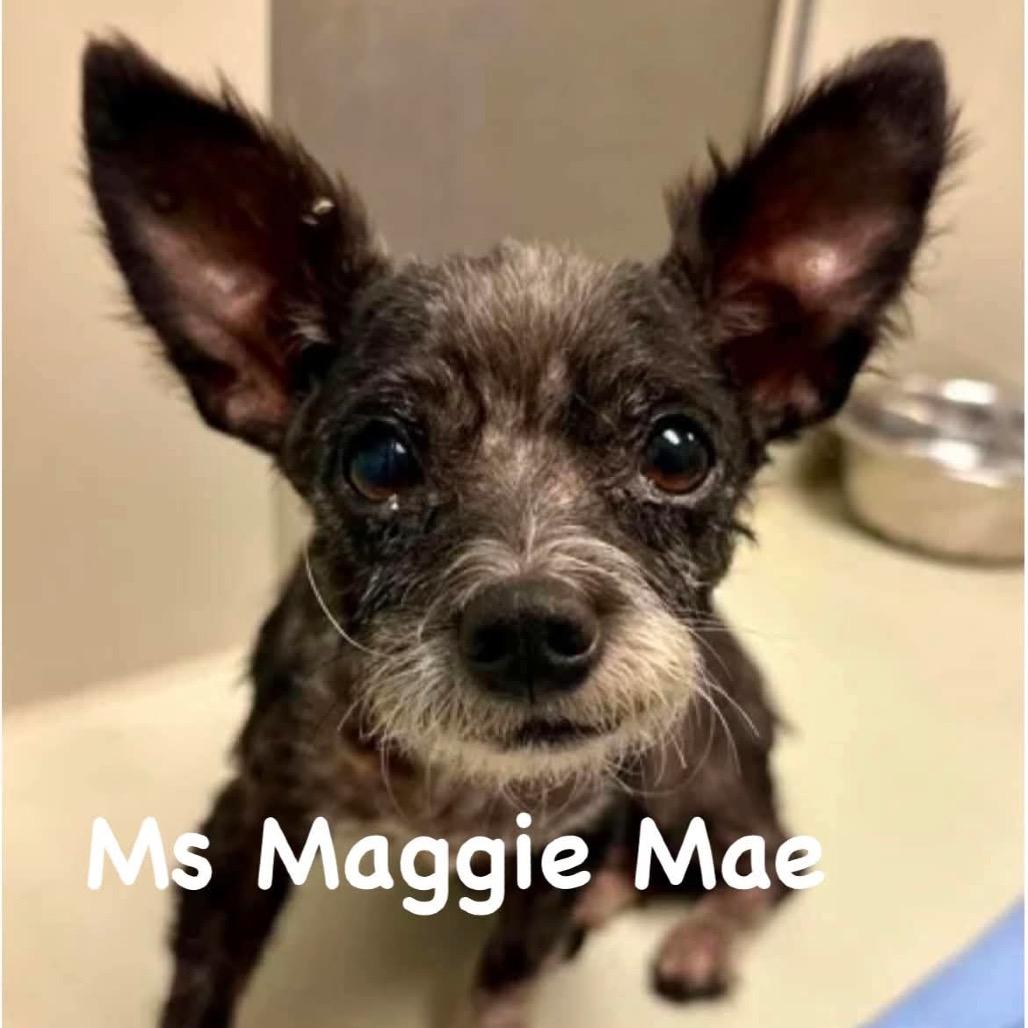 Ms Maggie Mae, Adoptable, Senior Female Miniature Schnauzer & Chihuahua.
