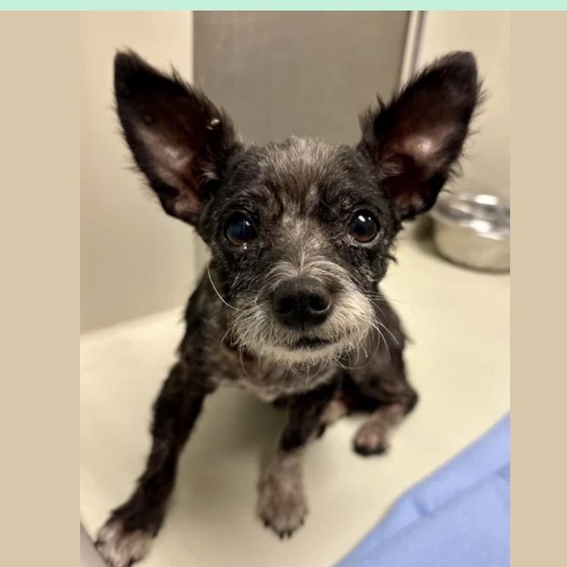 Enlarge Ms Maggie Mae, a Adoptable mixed breed in Spring Hill, KS image 2/2