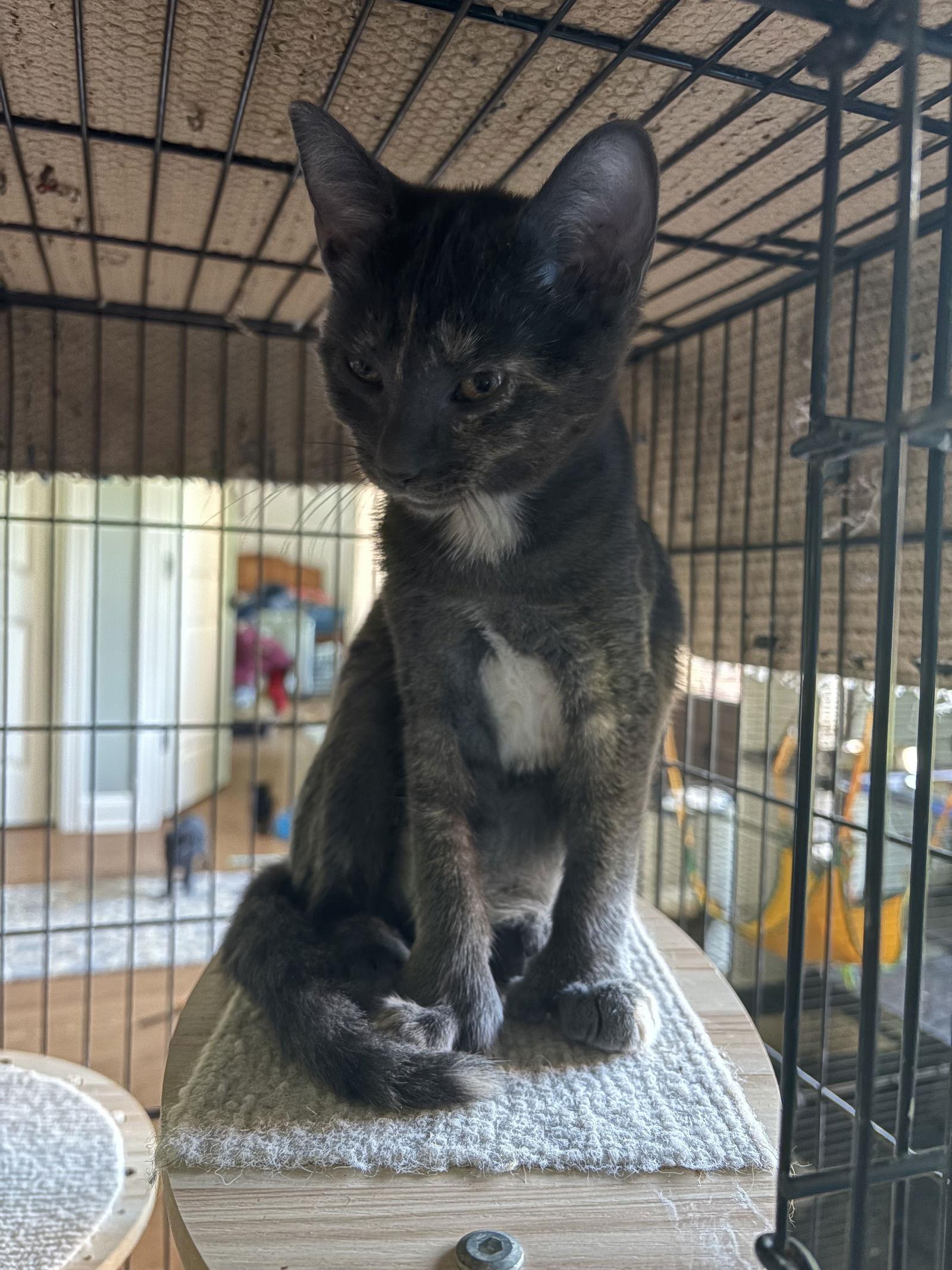 Moxie, Adopted, Young Female Dilute Tortoiseshell.