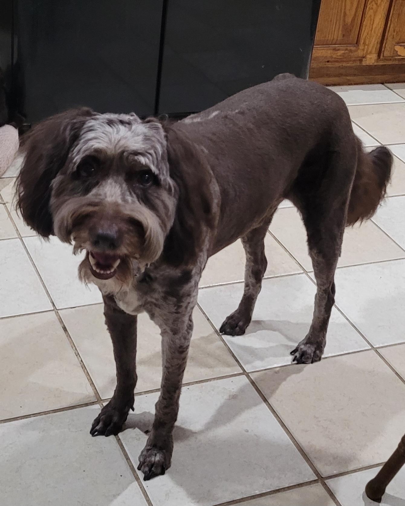 Enlarge Tucker, a Adoptable mixed breed in Chiefland, FL image 1/1
