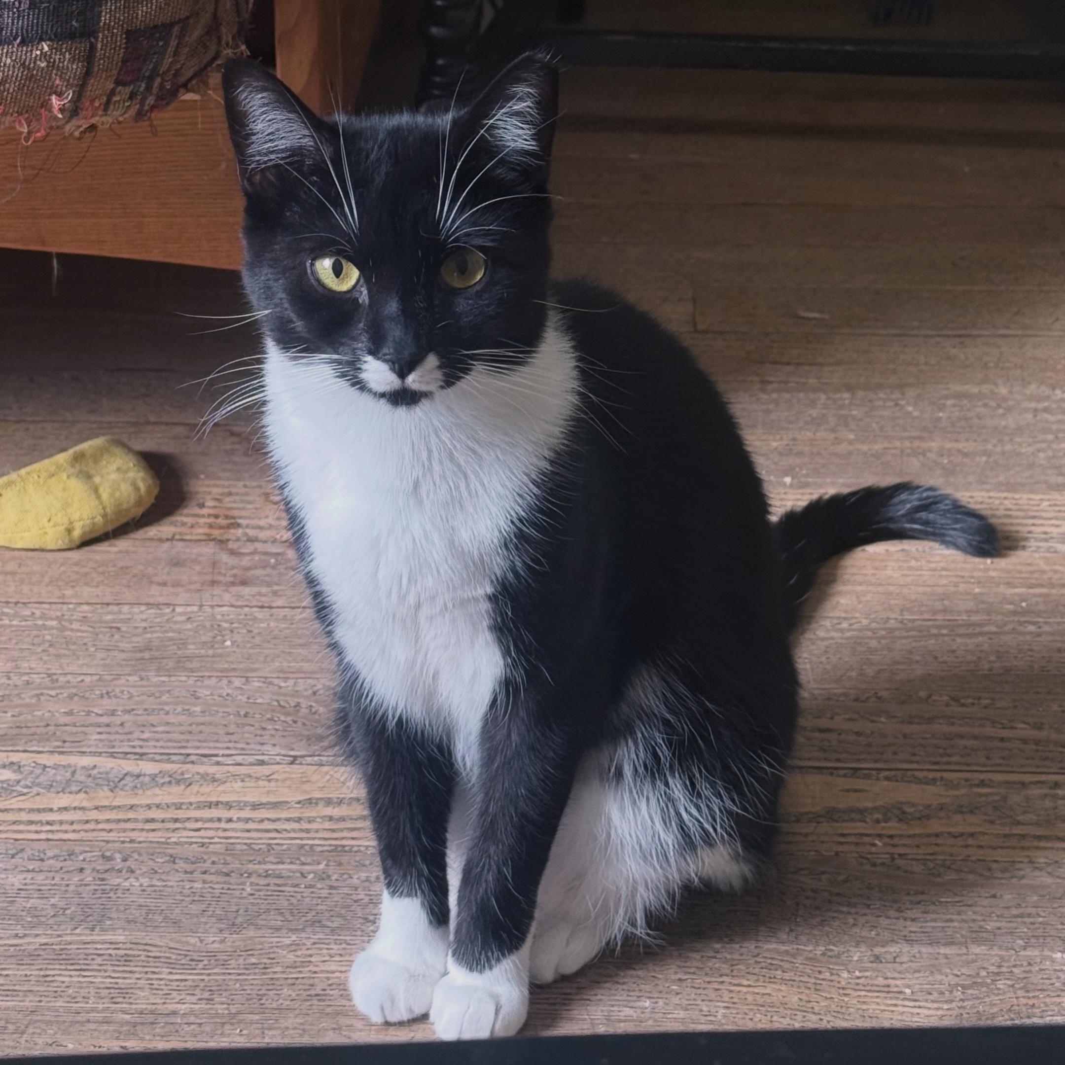 Enlarge Indigo, a Adoptable Domestic Short Hair in Berkeley Springs, WV image 1/6