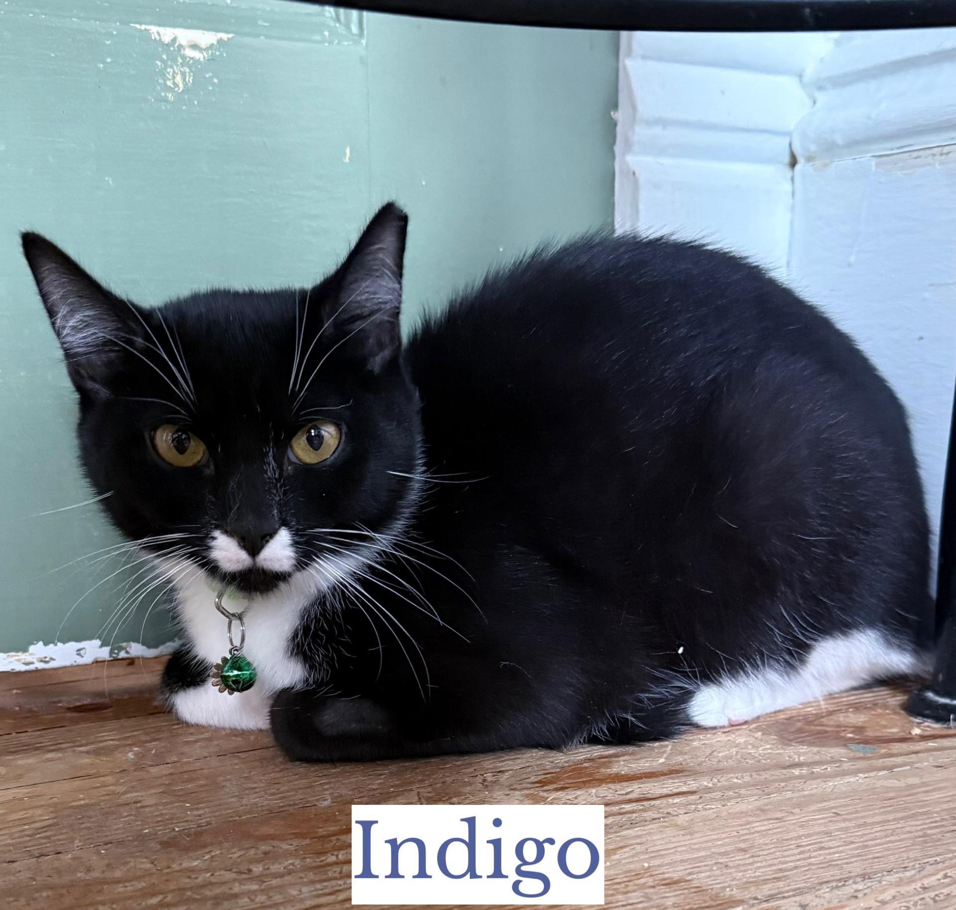 Indigo, a ADOPTABLE Domestic Short Hair in Berkeley Springs, WV image 2/3