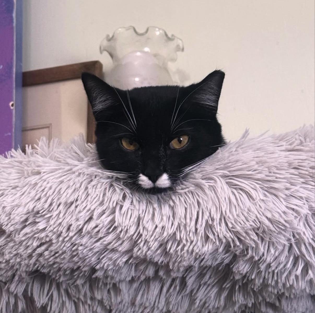 Enlarge Indigo, a Adoptable Domestic Short Hair in Berkeley Springs, WV image 2/6