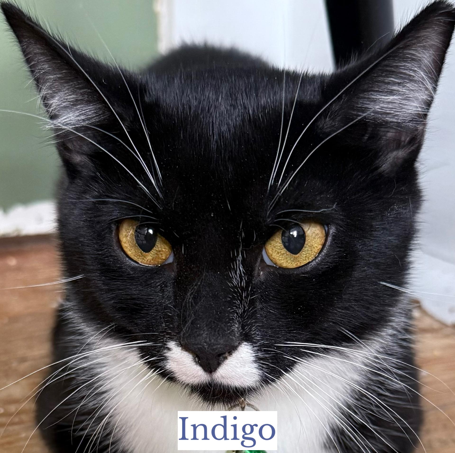 Indigo, a ADOPTABLE Domestic Short Hair in Berkeley Springs, WV image 3/3