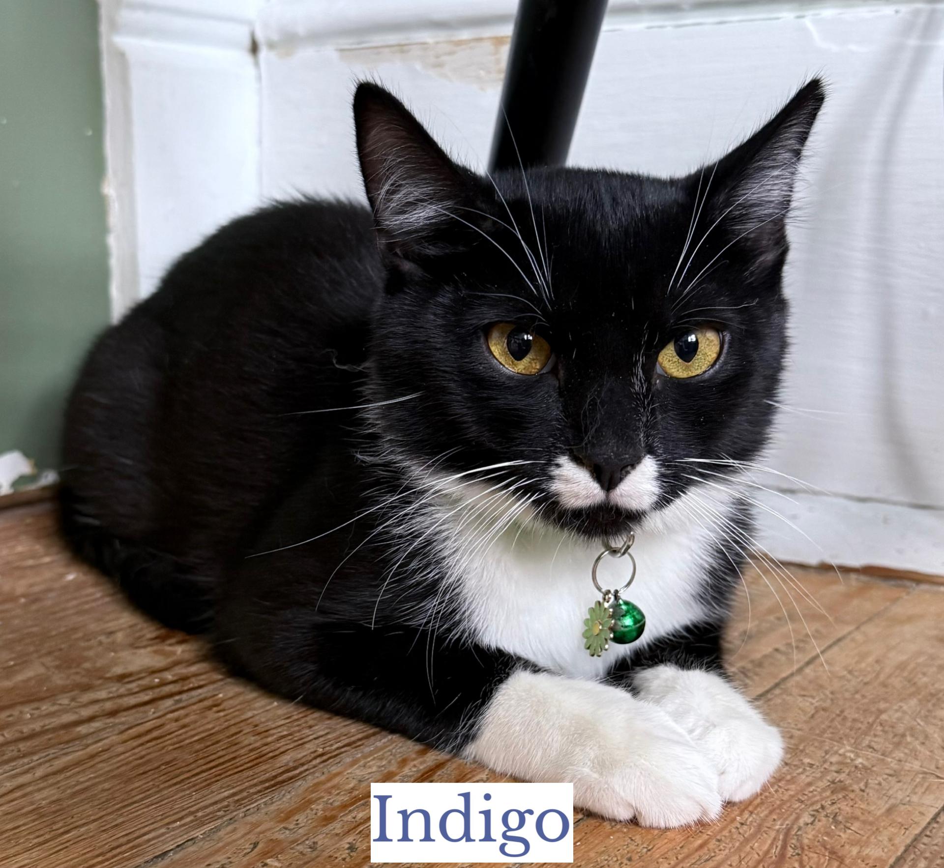 Indigo, ADOPTABLE, Young Male Domestic Short Hair.