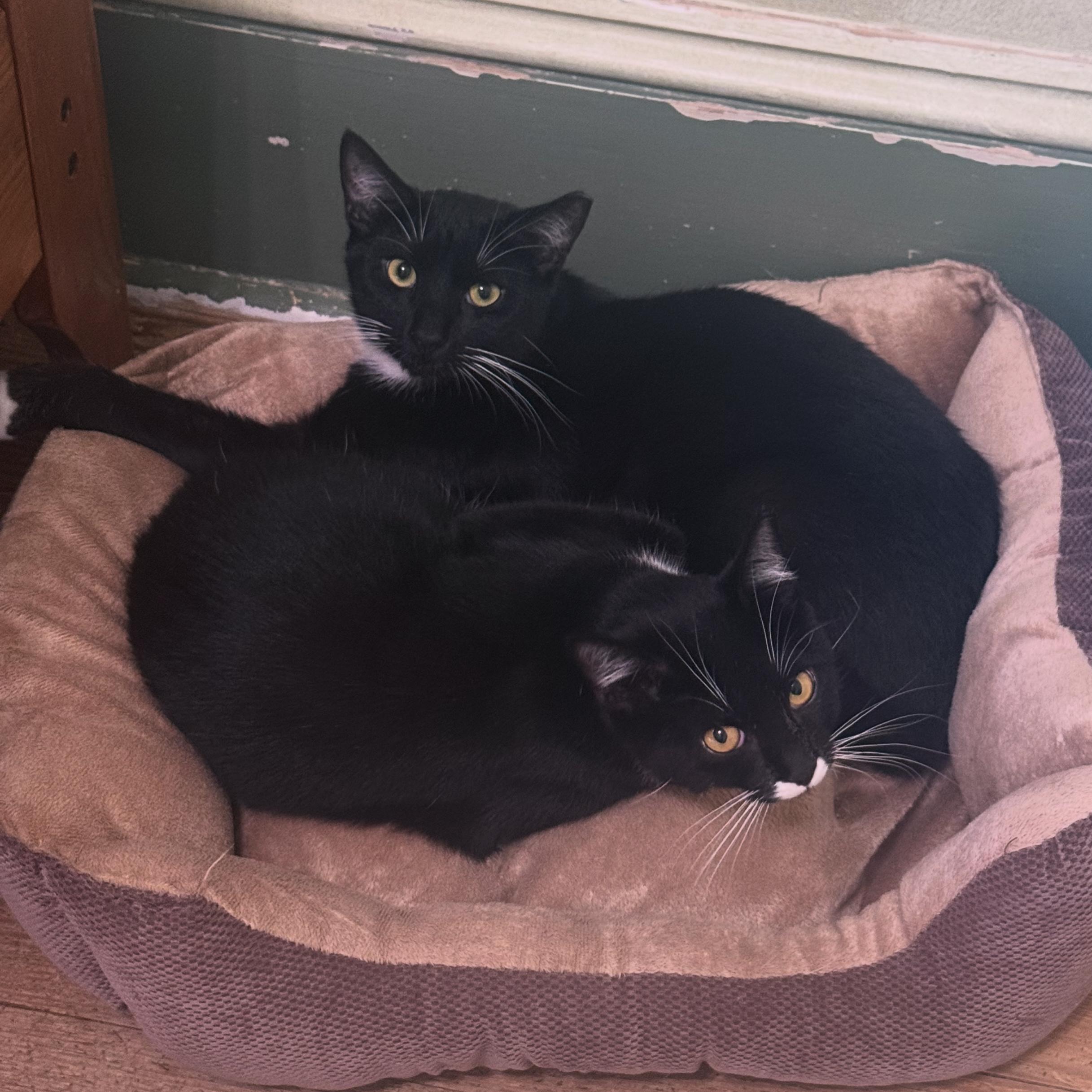 Enlarge Indigo, a Adoptable Domestic Short Hair in Berkeley Springs, WV image 4/6