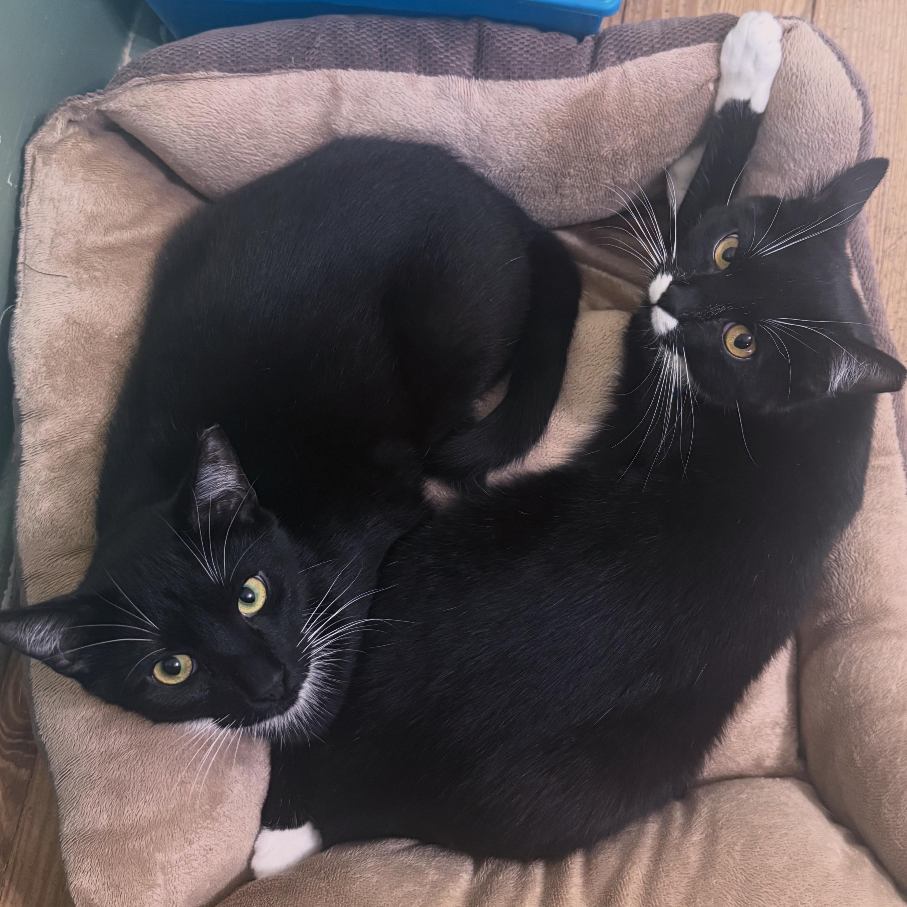 Enlarge Indigo, a Adoptable Domestic Short Hair in Berkeley Springs, WV image 3/6