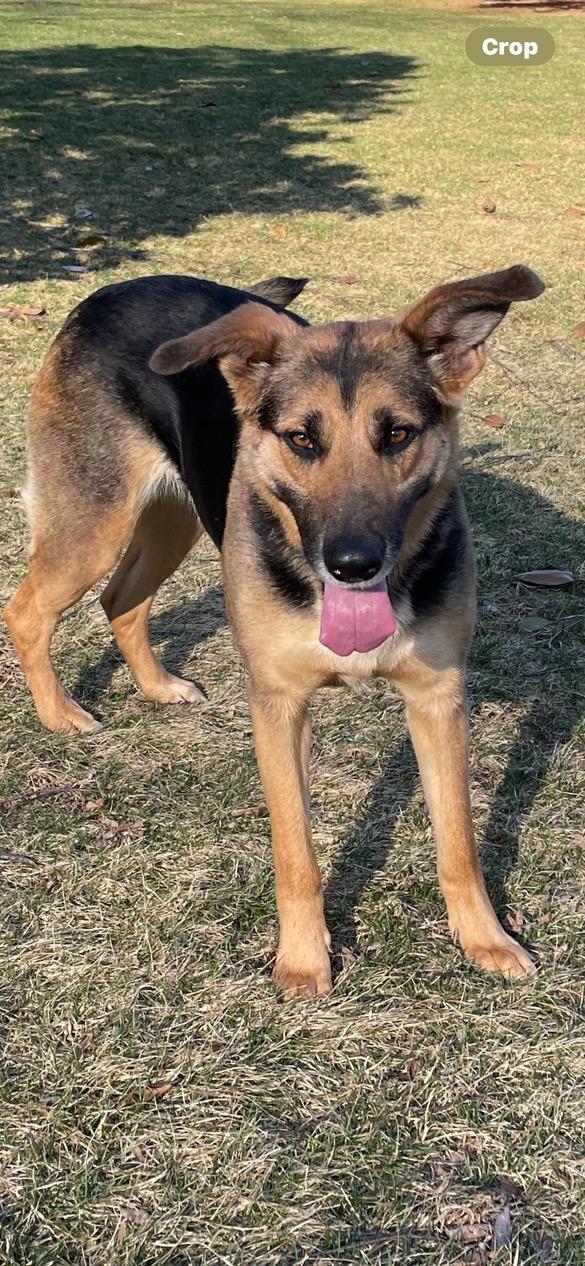 ROSA, ADOPTABLE, Adult Female German Shepherd Dog.