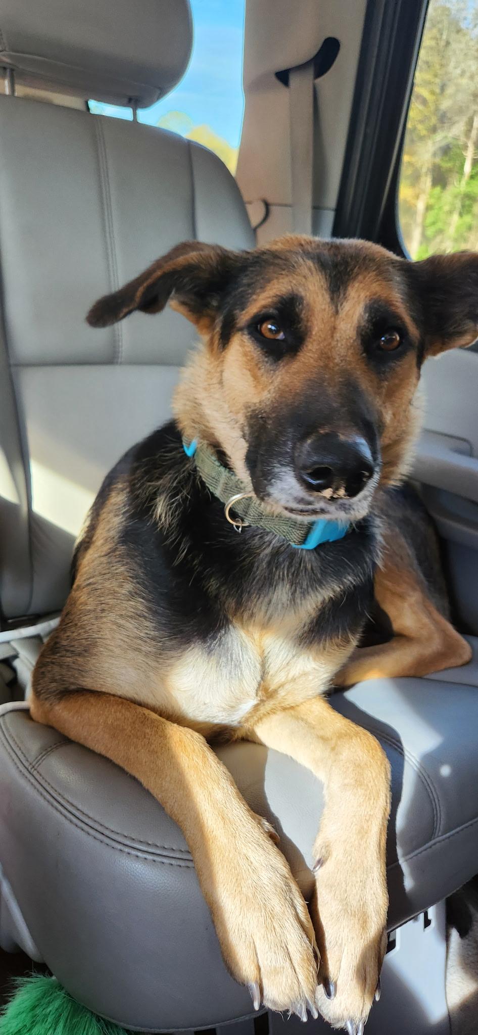 ROSA, a ADOPTABLE mixed breed in Newborn, GA image 2/4