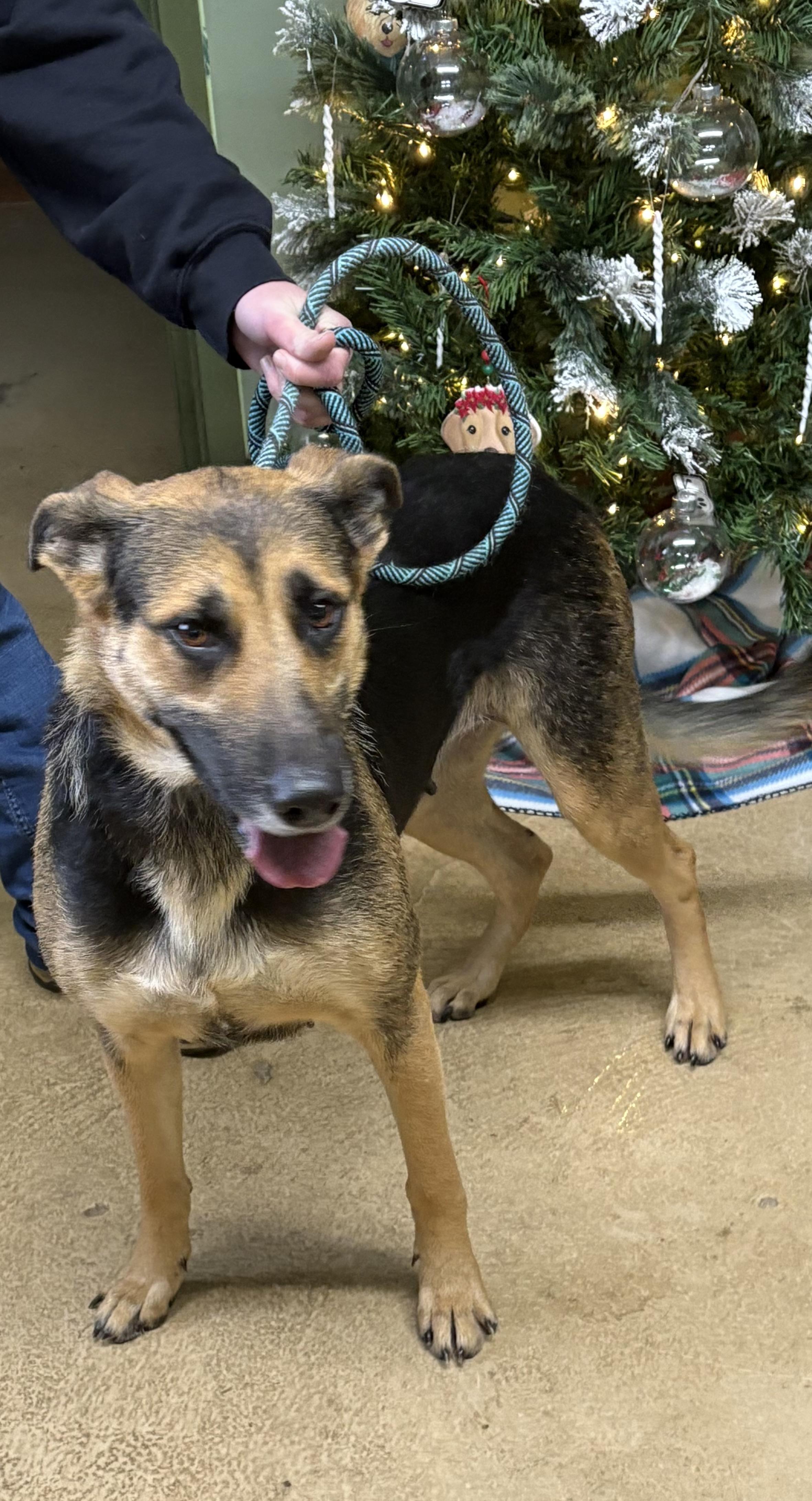 ROSA, a ADOPTABLE mixed breed in Newborn, GA image 3/4