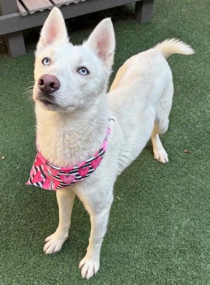 Lucy Lou, Adoptable, Adult Female Siberian Husky & Mixed Breed.