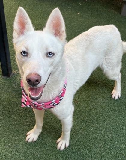 Enlarge Lucy Lou, a Adoptable mixed breed in Lewisville, TX image 2/3