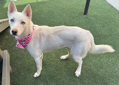 Enlarge Lucy Lou, a Adoptable mixed breed in Lewisville, TX image 3/3