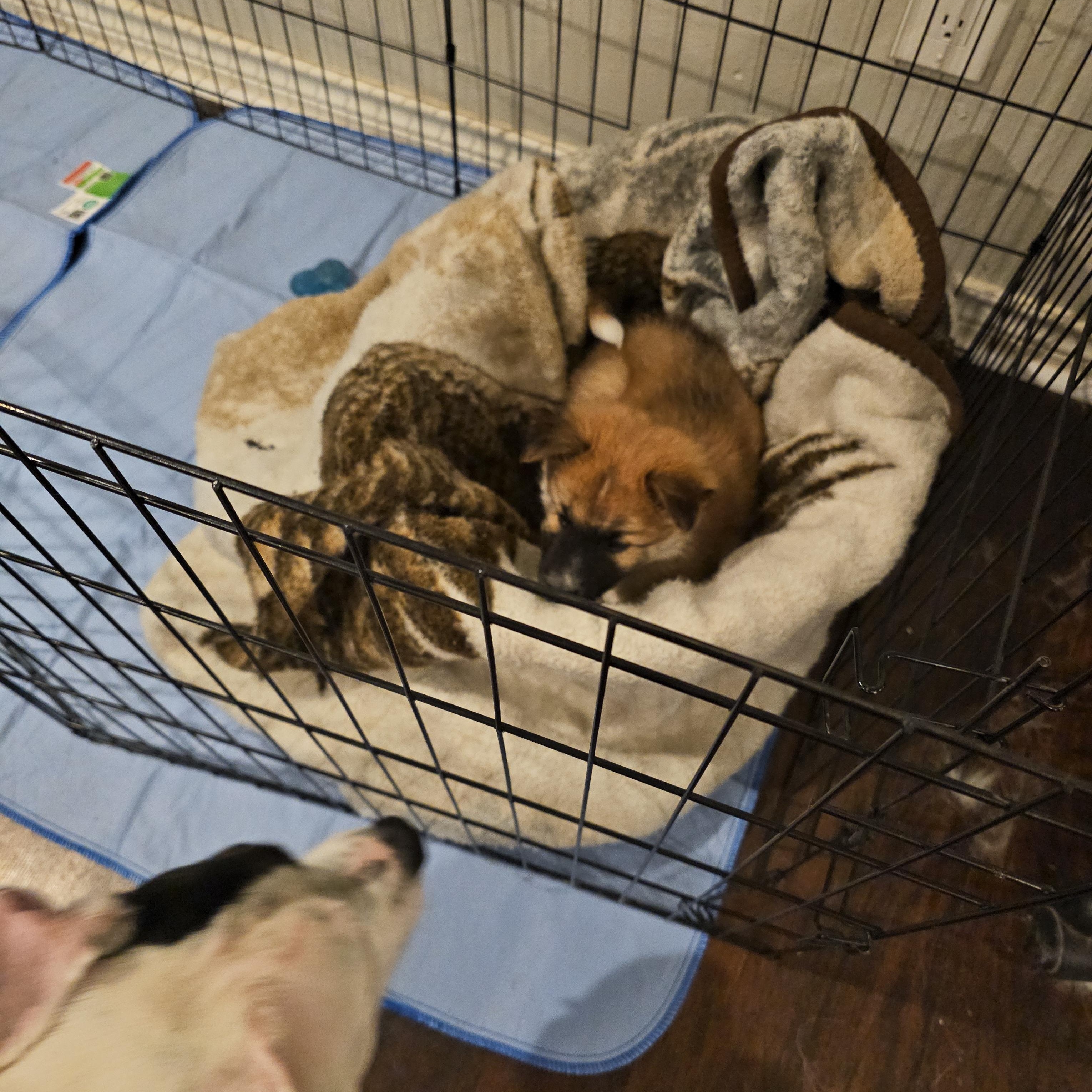 Enlarge Boone, an adopted mixed breed in Pflugerville, TX image 2/6