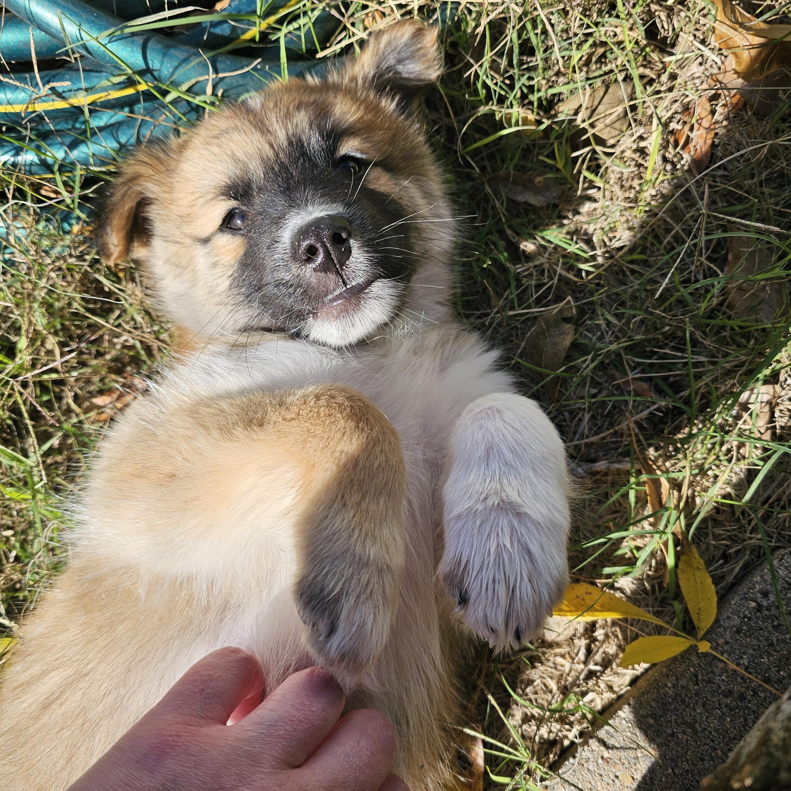 Enlarge Boone, an adopted mixed breed in Pflugerville, TX image 1/6