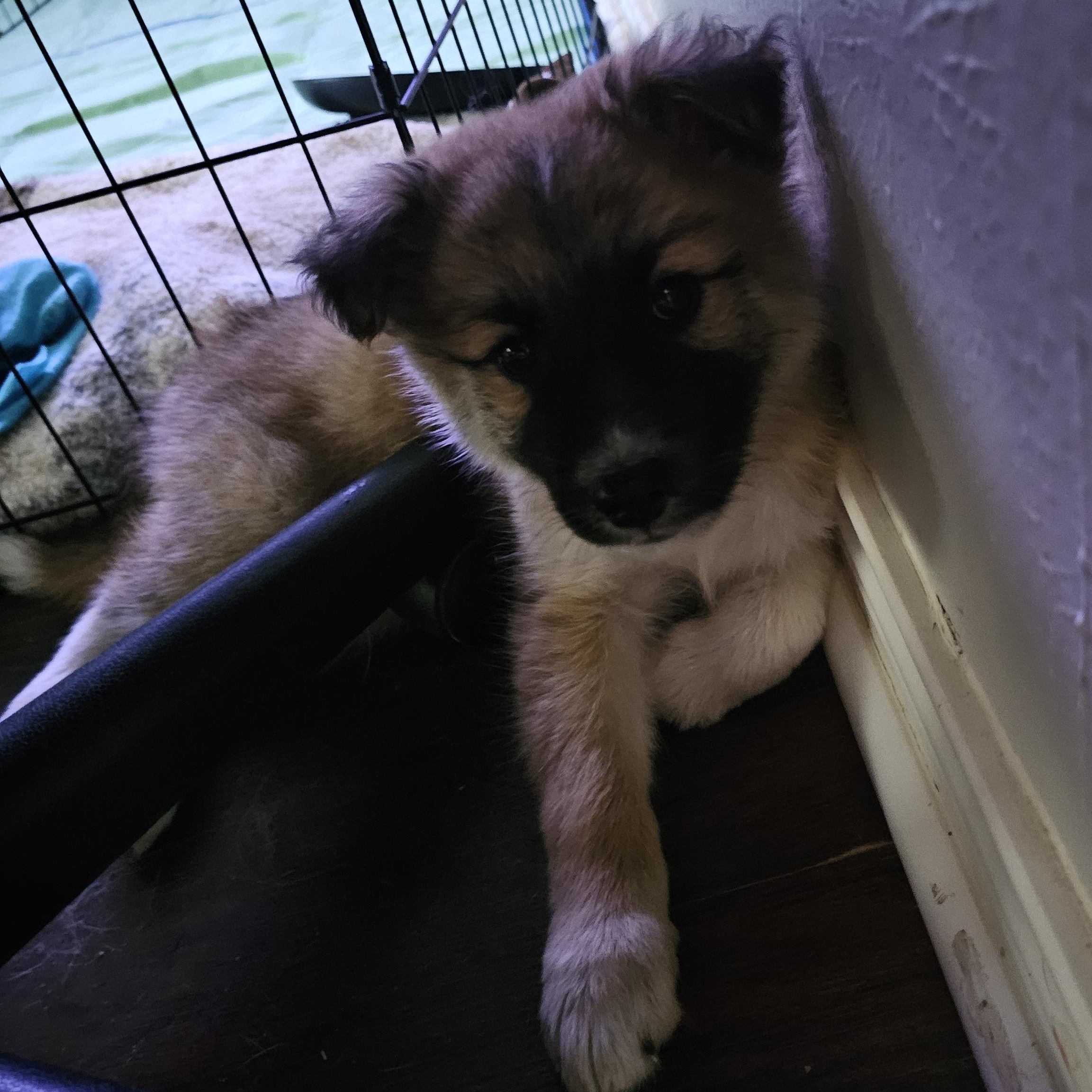 Enlarge Boone, an adopted mixed breed in Pflugerville, TX image 4/6