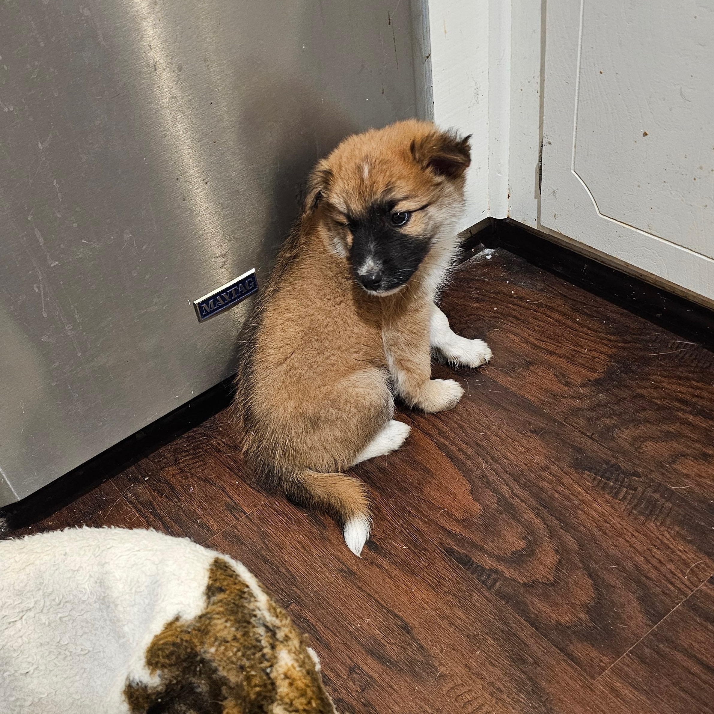 Enlarge Boone, an adopted mixed breed in Pflugerville, TX image 5/6