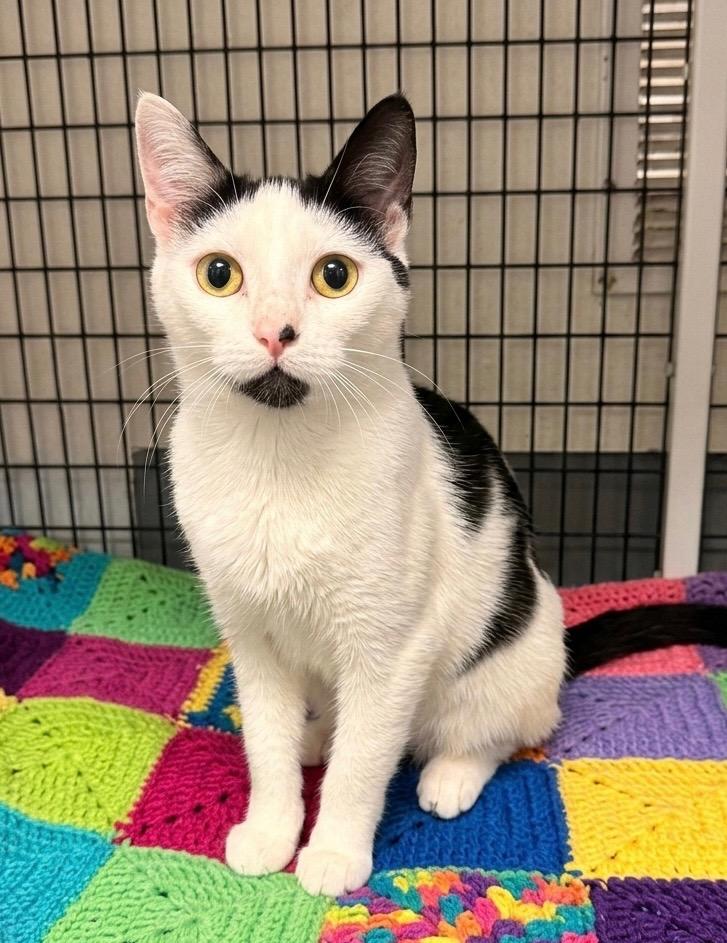 Enlarge Nani, a Adoptable mixed breed in Ewing, NJ image 1/4