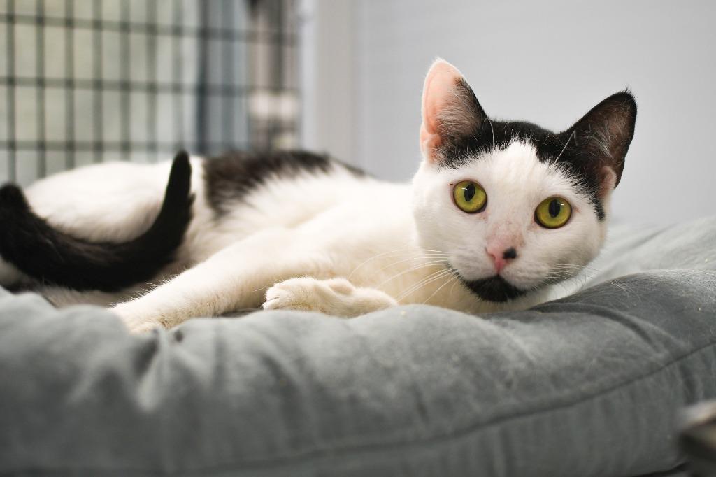 Enlarge Nani, a Adoptable mixed breed in Ewing, NJ image 2/4