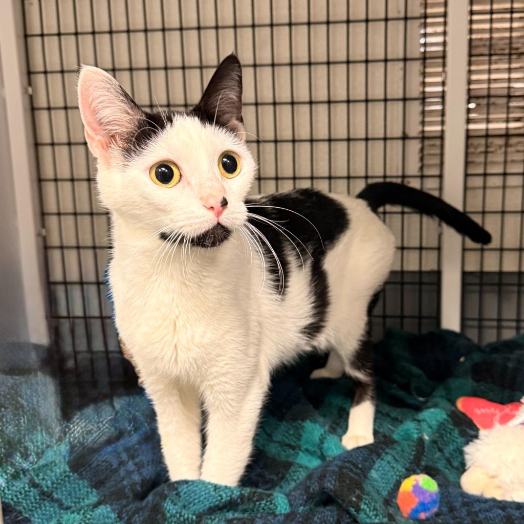 Enlarge Nani, a Adoptable mixed breed in Ewing, NJ image 3/4