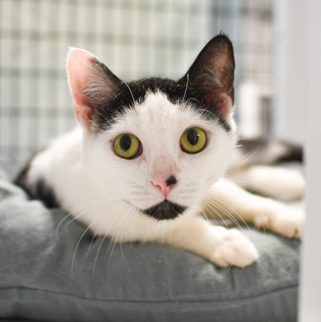 Enlarge Nani, a Adoptable mixed breed in Ewing, NJ image 4/4