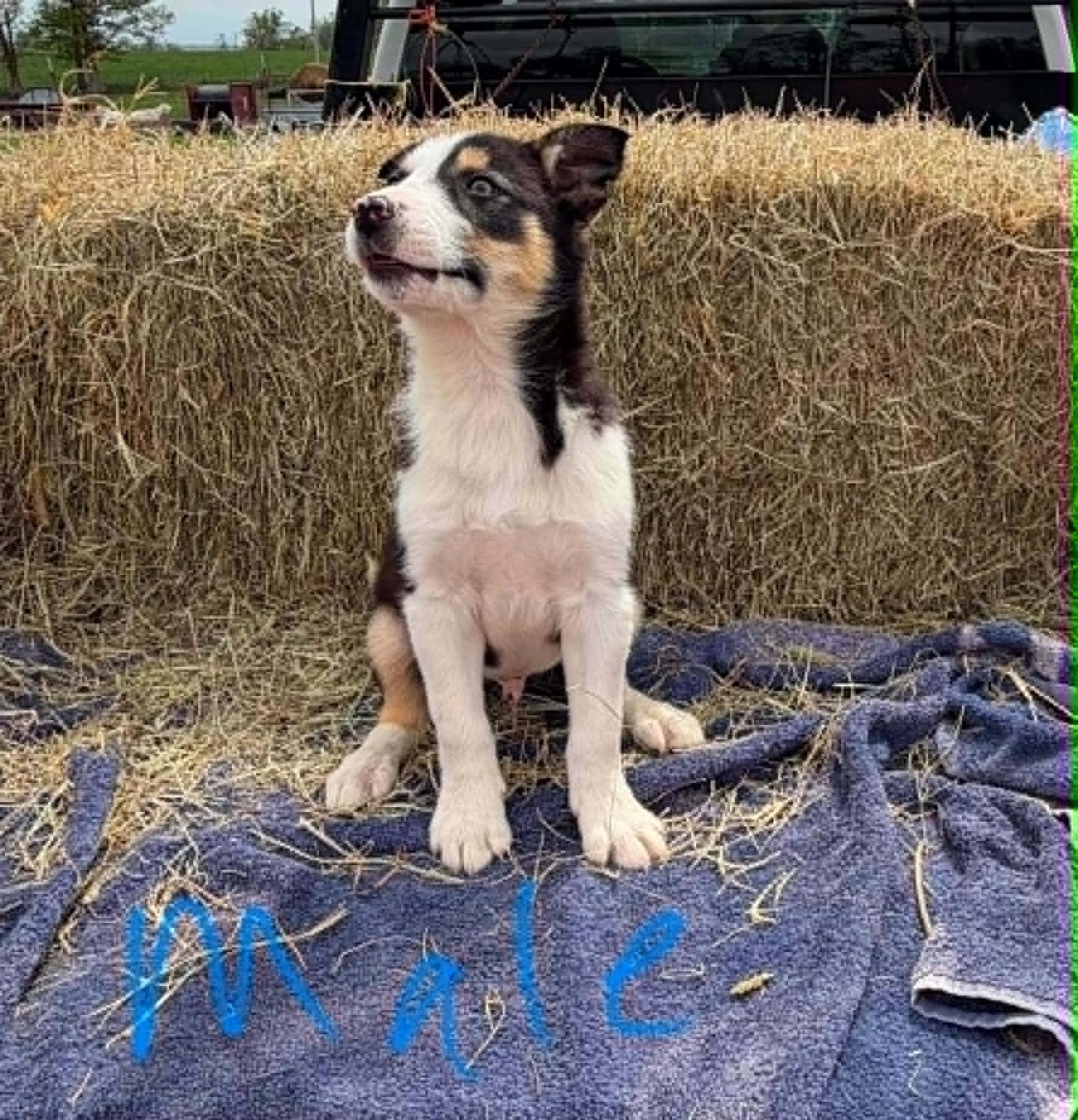 Enlarge Border Collie Litter Males, a ADOPTABLE Border Collie in Seymour, IN image 2/3