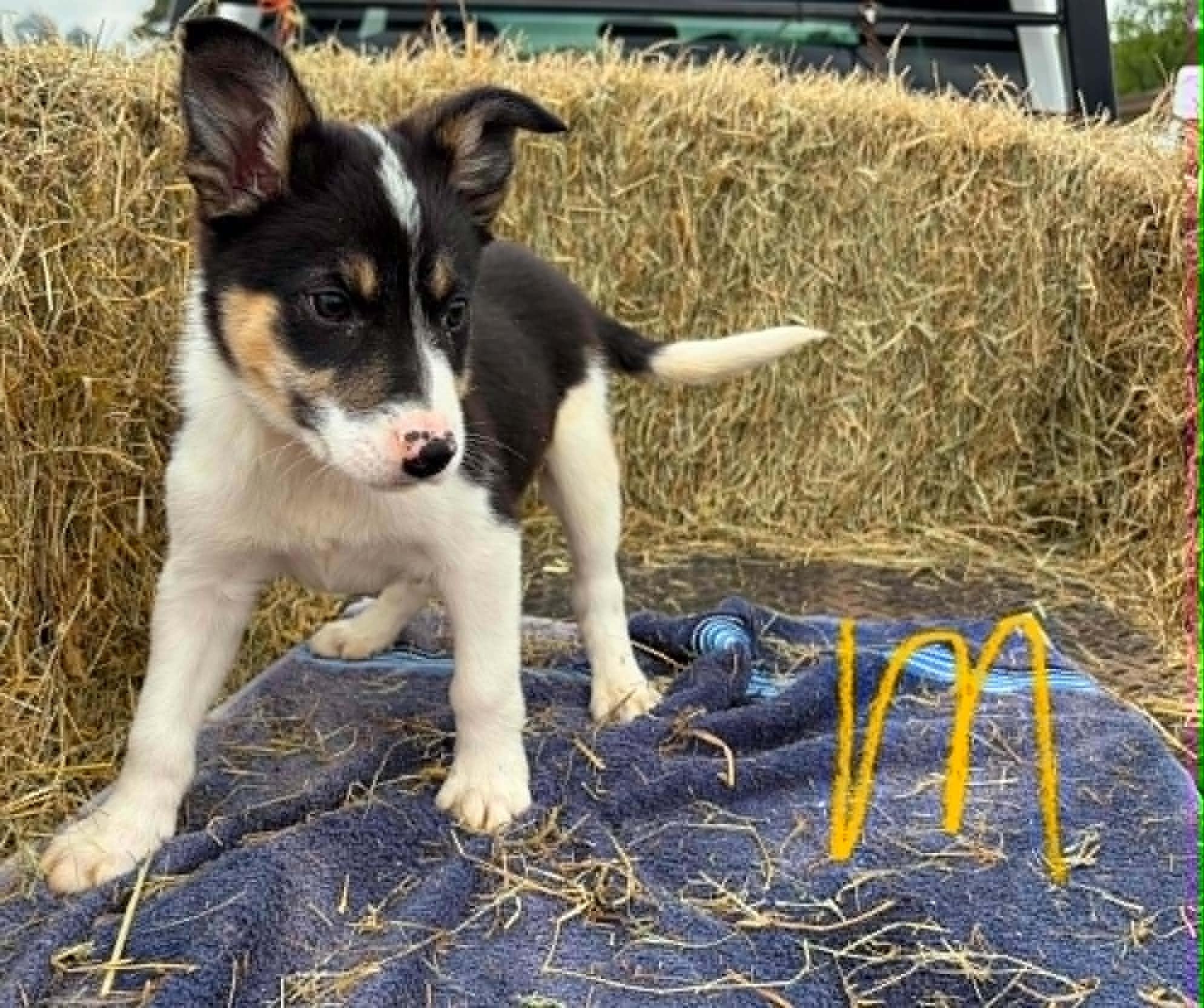 Enlarge Border Collie Litter Males, a ADOPTABLE Border Collie in Seymour, IN image 3/3
