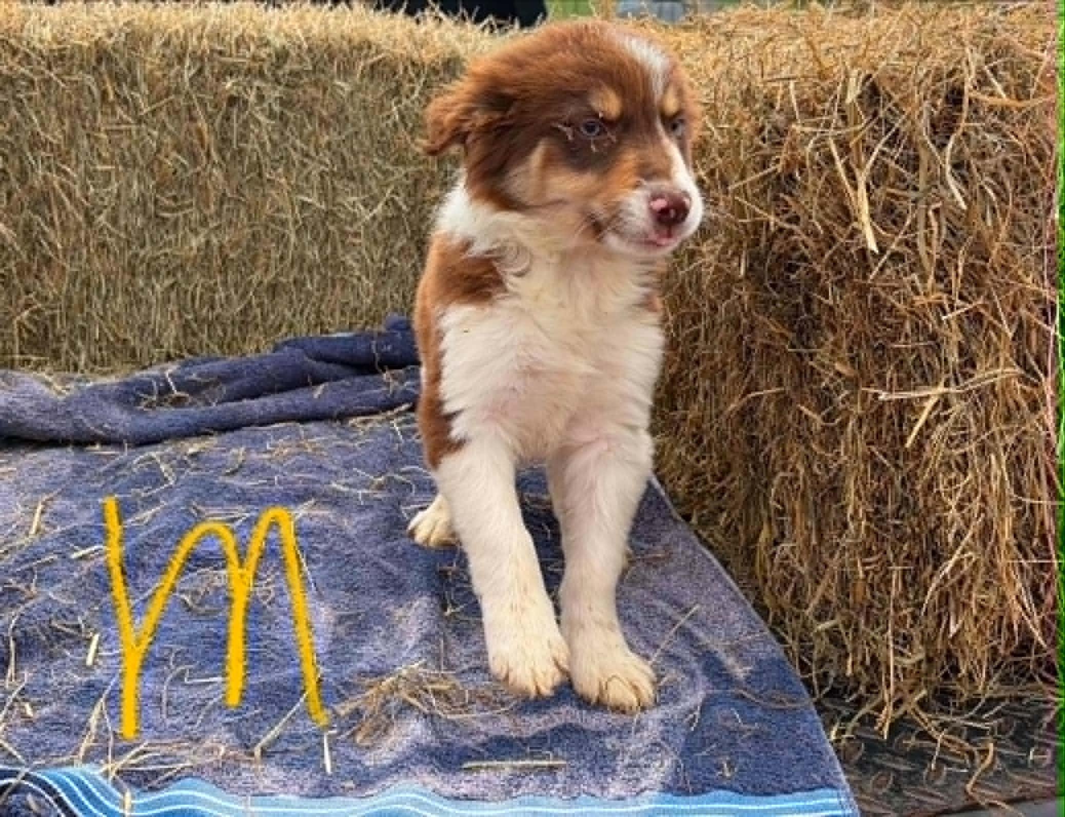Enlarge Border Collie Litter Males, a ADOPTABLE Border Collie in Seymour, IN image 1/3