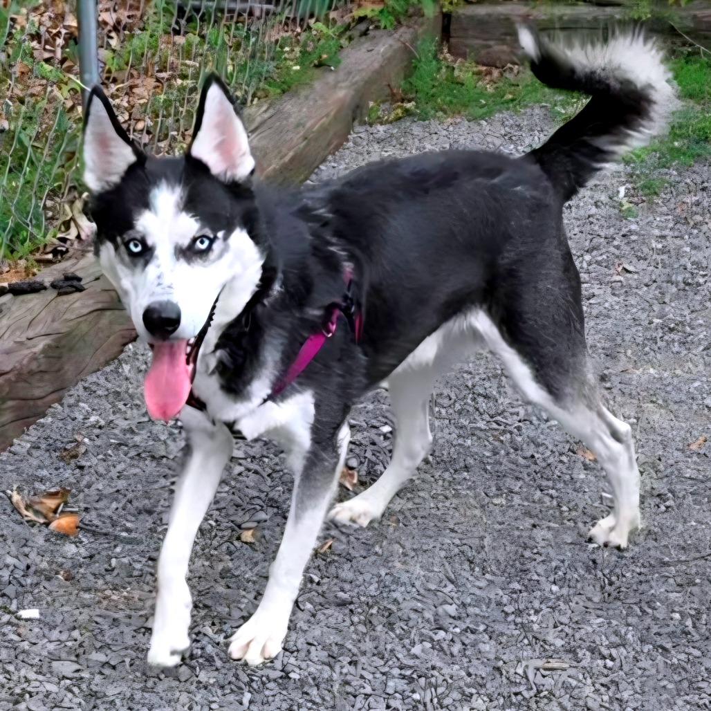Enlarge Crash, a Adoptable Husky in Berkeley Springs, WV image 1/1