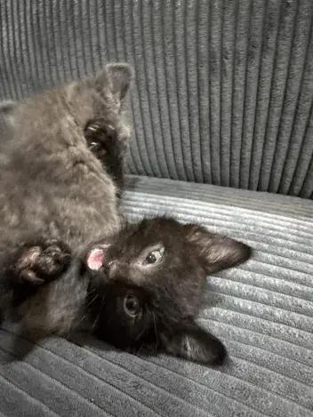 Crow, a Adoptable Domestic Short Hair in Grand Rapids, MI image 1/6
