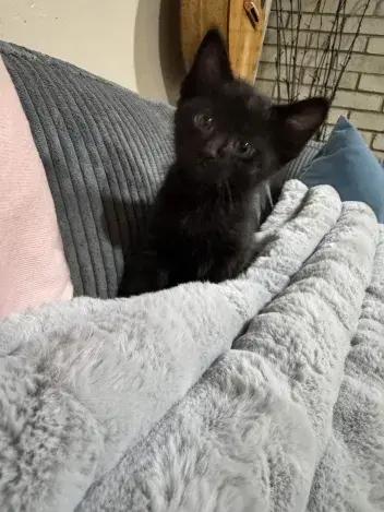 Crow, a Adoptable Domestic Short Hair in Grand Rapids, MI image 2/6