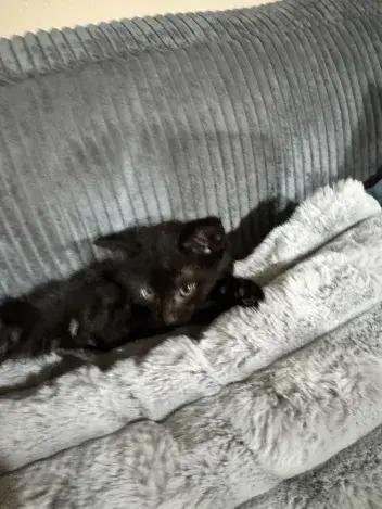 Crow, a Adoptable Domestic Short Hair in Grand Rapids, MI image 3/6
