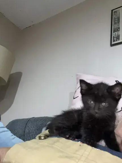 Crow, a Adoptable Domestic Short Hair in Grand Rapids, MI image 4/6