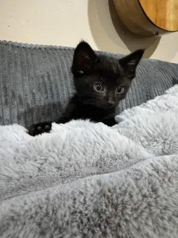 Crow, a Adoptable Domestic Short Hair in Grand Rapids, MI image 5/6