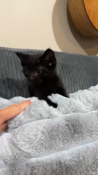 Enlarge Crow, a Adoptable Domestic Short Hair in Grand Rapids, MI video 6/6