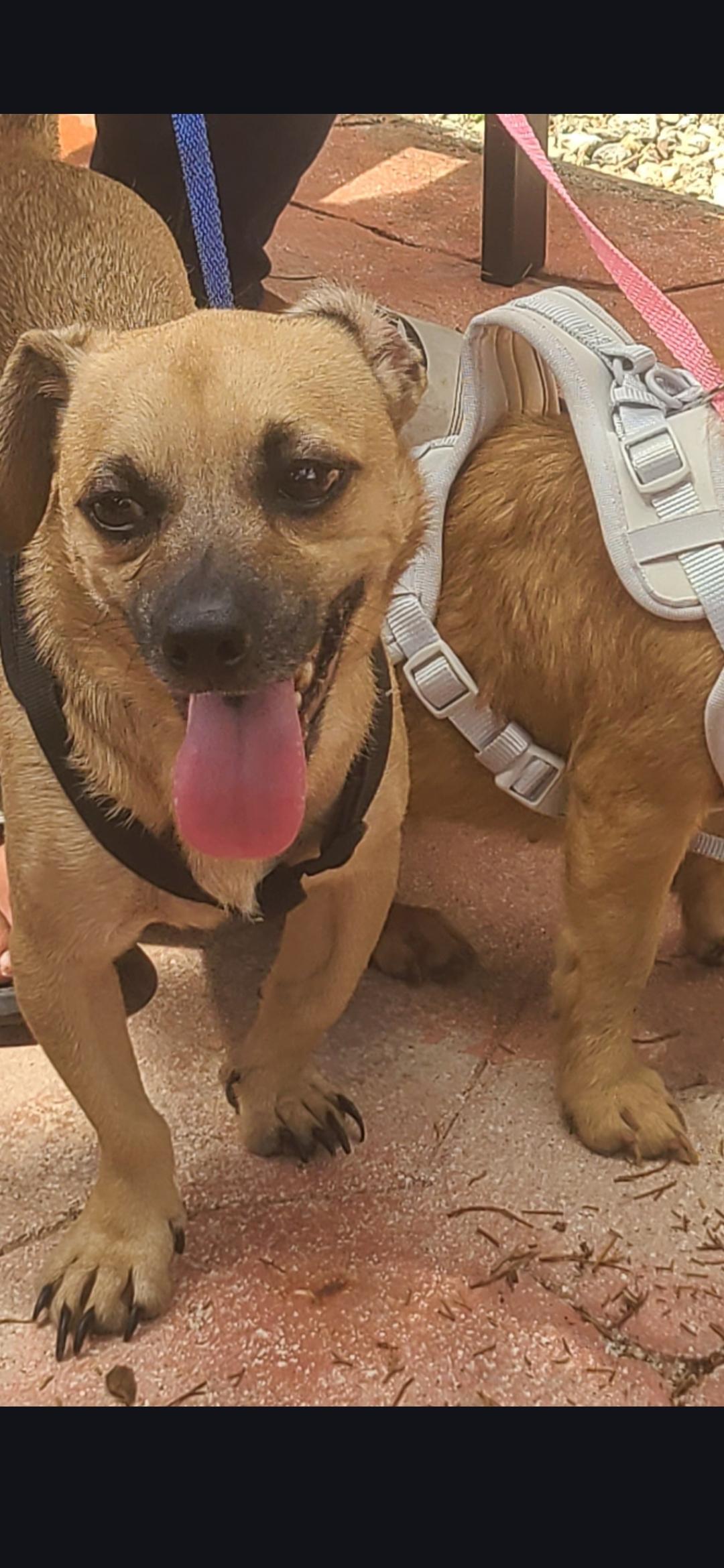 Ollie, a Adoptable mixed breed in Miami, FL image 1/2